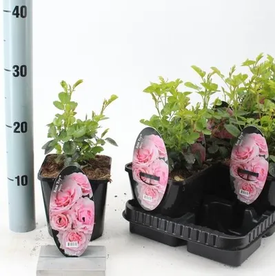 Produktbild von Rosa (PA) 'Evy'  ® - Rose | 10-15 cm im topf