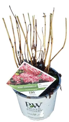 Produktbild von Hydrangea arb. Ruby Annabelle® ('Ncha3'PBR) - Hortensie | 40-50 cm im Topf