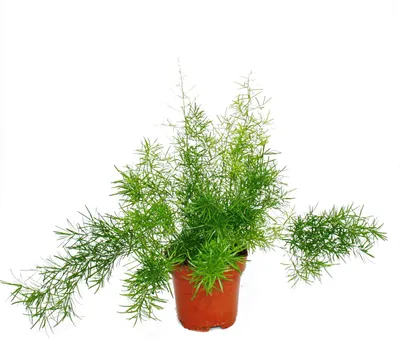 Produktbild von Zierspargel – Asparagus densiflorus sprengeri – Pflegeleichte Grünpflanze, 12 cm Topf