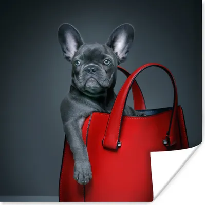 Produktbild von MuchoWow® Poster Hund - Lustig - Tasche - Kinder - Jungen - Mädchen - Kinder 100x100 cm - Babyzimmer