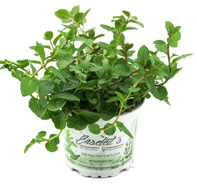 Produktbild von Enseleits Pfefferminze, Mentha x piperita, frische Pfefferminz Pflanze