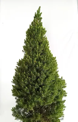 Produktbild von Kanadische Zuckerhut - Fichte Picea Glauca Conica 100 - 125 cm