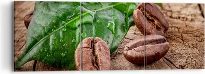 Produktbild von Bild auf Leinwand - Leinwandbild - Aroma Kaffee Pflanze Samen - 90x30cm - Wand Bild - Wanddeko - Leinwanddruck - Bilder - Kunstdruck - Wanddekoration - Leinwand bilder - Wandkunst - CA90x30-2548