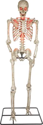 Produktbild von Riesige Skelettfigur 3 Meter