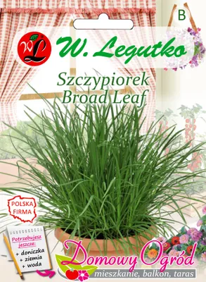 Obrázok produktu pre Legutko širokolistá pažítka – trvalka na pestovanie