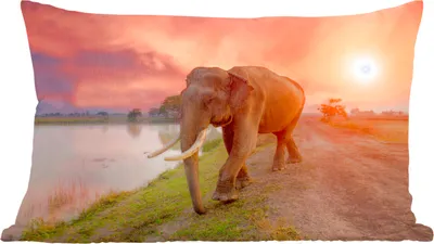 Produktbild von MuchoWow® Zierkissen Sofakissen Wohnzimmer Dekokissen 50x30 cm Elefant - Wasser - Tiere - Sonnenuntergang - Natur - Wohnzimmerdekoration - Polster mit Photo