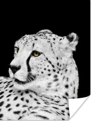 Produktbild von MuchoWow® Poster Leopard - Weiß - Schwarz 120x160 cm - Wandbilder