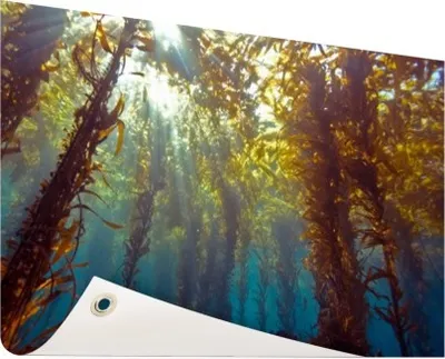 Produktbild von Gartenposter - 120x80 cm - Sonnenlicht und Pflanzen unter Wasser  - Modernes Wandbilder