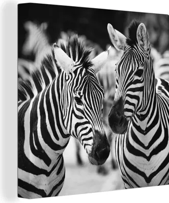 Produktbild von MuchoWow® - Leinwandbilder - Zebra schwarz und weiß, Wandbild, Wanddeko Bilder Wohnzimmer, 50x50 cm
