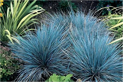 Produktbild von Stauden Gänge 5 x Festuca glauca/cinerea 'Azurit' im 1 Liter Topf - Blauschwingel - Blaues Ziergras für strukturierte Gartenkunst