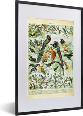Produktbild von MuchoWow® Gerahmtes Poster Vögel - Natur - Tiere 40x60 cm - Poster mit Schwarzem Bilderrahmen Wandposter Rahmen Foto Bilder - Poster in Rahmen