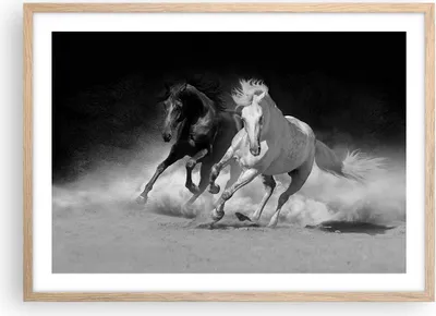 Produktbild von Gerahmtes Poster - Rahmen in heller Eiche - Andalusier Pferde Galopp - 70x50 cm - Wand Bild - Wanddeko - Wandbilder - Wandposter - Bilderrahmen - Bilder - Kunstdruck - Wandbild - P2NAA70x50-4240