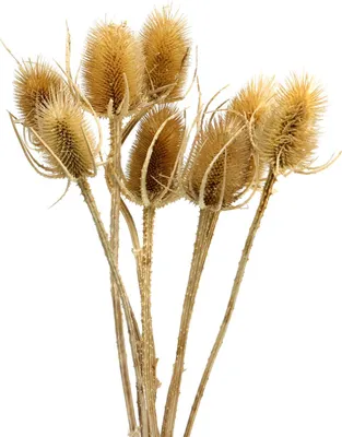 Produktbild von Trockenblumen Distelkarden für Herbstdeko und Floristik, 8 Stück