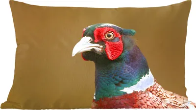 Produktbild von MuchoWow® Zierkissen Sofakissen Wohnzimmer Dekokissen 50x30 cm Fasan - Porträt - Tiere - Wohnzimmerdekoration - Polster mit Photo