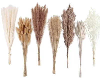 Productafbeelding van Gedroogd pampasgras - 128 stuks - Konijnenstaartgras en grasbuizen - Natuurlijk