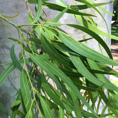 Zdjęcie produktu dla Eukalipt cytrynowy (Corymbia citriodora) – 20 nasion