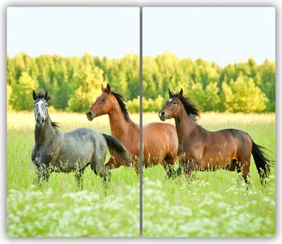 Produktbild von Tulup Glas-Herdabdeckplatte - 2x30x52cm - Glaskeramikkochfeld-Abdeckung Spritzschutz Zweiteilig Pferde im Galopp