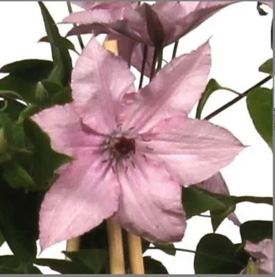 Produktbild von 2 x  Waldrebe  - Clematis 'Hagley Hybrid'  | 50-60 cm in Container