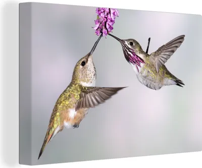 Zdjęcie produktu dla OneMillionCanvasses® - Obrazy na płótnie - 150x100 cm, Hummingbird - Flower - Pink, grafika ścienna, dekoracja ścienna