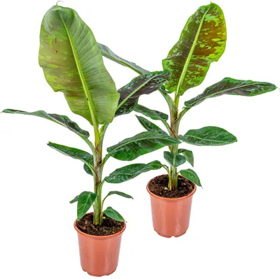 Image de Bloomique - Lot de 2 - Musa Dwarf Cavendish - Bananier d’intérieur - Plantes d’intérieur - Dépolluantes - Sans danger pour les animaux - Hauteur 80-100 cm - Pot 21 cm