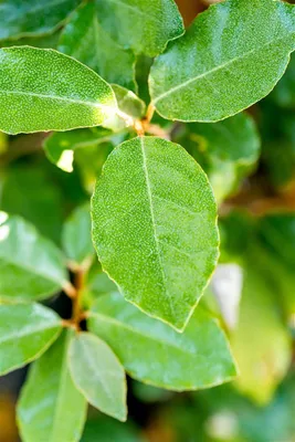 Produktbild von Elaeagnus ebbingei 'Compacta', immergrün, silbrig, 50–60 cm