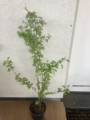 Zdjęcie produktu dla Crataegus monogyna - Głóg w pojemniku 60-80 cm