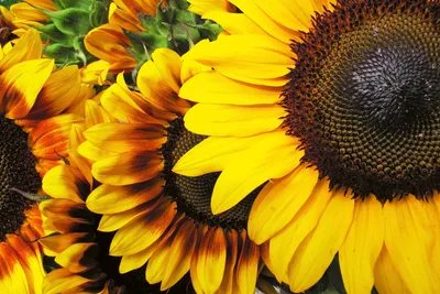 Produktbild von Fototapete - Sunflowers 375x250cm - Vliestapete