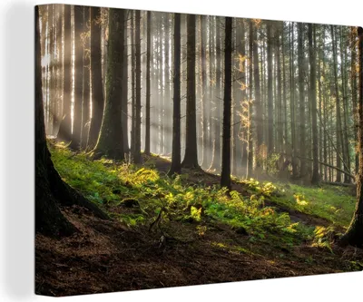 Zdjęcie produktu dla OneMillionCanvasses® - Obraz na płótnie - Obraz ścienny na płótnie Obraz ścienny na płótnie - Słońce - gałęzie - drzewa - las - natura - 150x100cm - Fotografia na płótnie