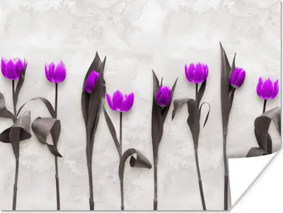 Produktbild von MuchoWow® Poster Blumen - Tulpen - Lila 40x30 cm - Plakate für die Wände - Poster Wohnzimmer