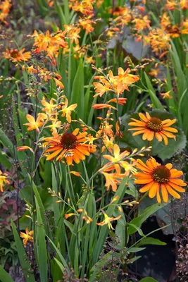 Produktbild von Echinacea purpurea 'Tiki Torch', Sonnenhut, orange, ca. 11x11 cm Topf