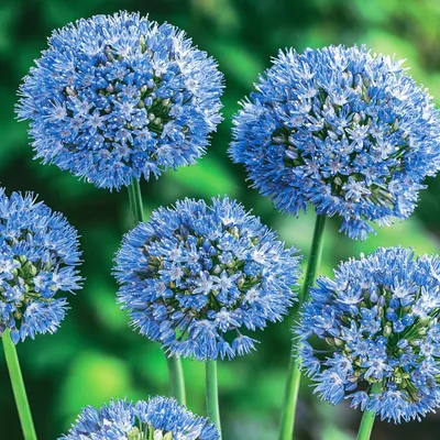 Zdjęcie produktu dla Allium Caeruleum Czosnek Ozdobny Błękitny 10 szt. Cebulki Czosnki Ozdobne