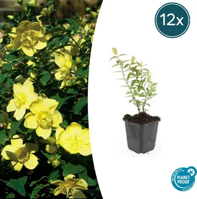 Obrázek produktu pro Třezalka tečkovaná - Hypericum 'Hidcote' - 9cm květináč - sada 12 rostlin