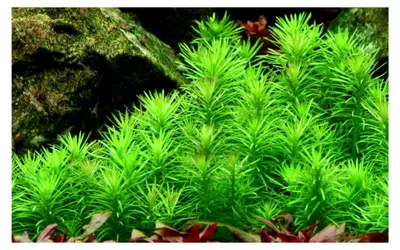 Produktbild von Aquarium Pflanze Pogostemon deccanensis I Wasserpflanze für Aquarien