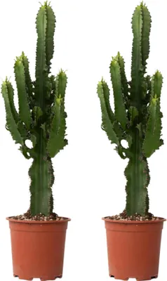 Zdjęcie produktu dla Wilczomlecz wielki - 2 szt - Euphorbia ingens - Wysokość 50-60cm - ⌀17cm