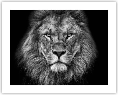 Produktbild von Poster - Poster ohne Rahmen - Porträt Löwe Schwarzweiß - 50x40 cm - Wand Bild - Wanddeko - Wandbilder - Kunstposter - Wandposter - Bilder - Kunstdruck - Wanddekoration - Wandbild - P2XAA50x40-4494