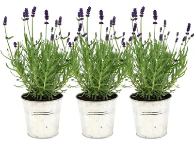 Produktbild von Plants by Frank | 3 Blauer Duft-Lavendel Pflanzen im Dekotopf 'Deluxe' | Lavandula Angustifolia Felice® | Echter Lavendel | Gartenpflanzen
