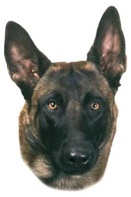 Produktbild von Aufkleber für Malinois, UV- und witterungsbeständig, für den Außenbereich, 2er Set