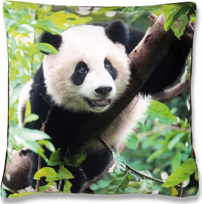 Produktbild von Kissenbezug Fotodruck Motiv in 40x40 cm, Flauschig weiche Kissenhülle ohne Füllung, Motiv: Panda