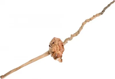 Produktbild von Coco-Flower-Zweig in Natur, Größe ca. 25-35cm | Deko-Zweig mit Blüte