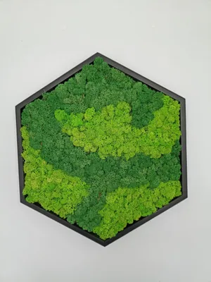 Mosbild, Hexagon, 40x35 cm, schwarz, stabilisiertes Moos