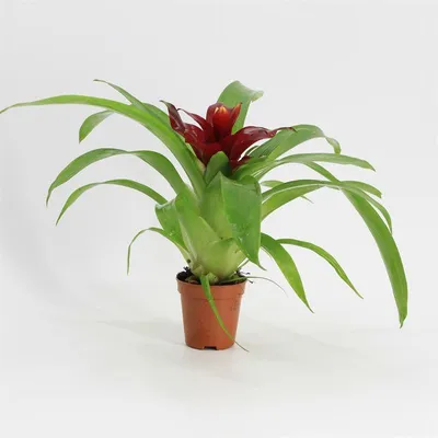 Productafbeelding van Moerings Guzmania Bromelia in 5 cm pot