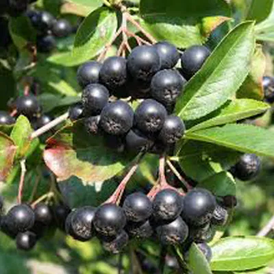 Image de 2 x Pommier - Aronia melanocarpa | 40-60 cm en conteneur
