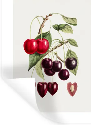 Obrázok produktu pre MuchoWow® Nálepka na stenu - Čerešne - ovocie - vetva - 120x160cm - Samolepiaca a polohovateľná