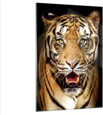 Produktbild von Bilder auf glas - Einteilig - tiger tier - 80x120cm - Glasbilder - Wandbilder - Bilder - Kunstdruck - zum Aufhängen bereit - Wanddekoration aus Glas - Glas Bilder - Wandbild auf Glas - GPA80x120-4103