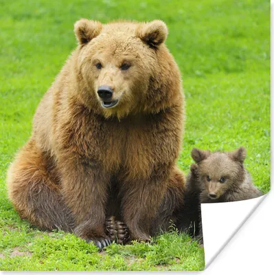 Produktbild von MuchoWow® Poster Bär - Gras - Junge 75x75 cm - Wand Dekoration
