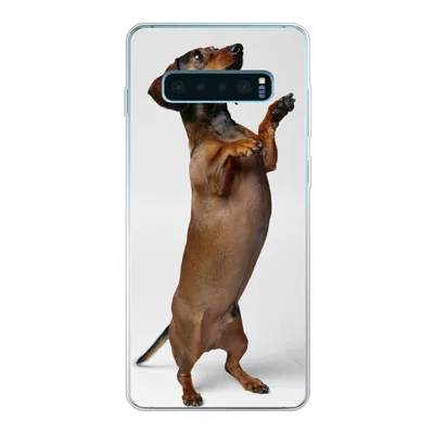 Produktbild von MuchoWow® Handyhülle Schutzhülle Hülle für Samsung Galaxy S10 Plus Ein Dackel, der auf seinen beiden Hinterbeinen steht Silikon Softcase Handy Hülle - Schutzhülle