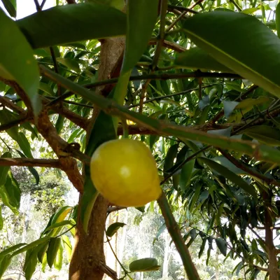 Immagine prodotto di Moendoe (Garcinia xanthochymus) - 3 capsule