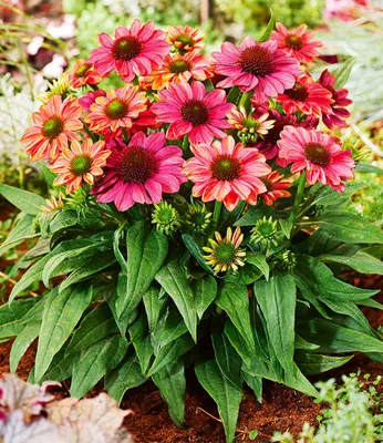Produktbild von BALDUR Garten 1x Echinacea Evolution, Knolle in Größe I, winterharte Staude, mehrjährig, bienenfreundlich, Wasserbedarf gering, für Standort in der Sonne geeignet, blühend