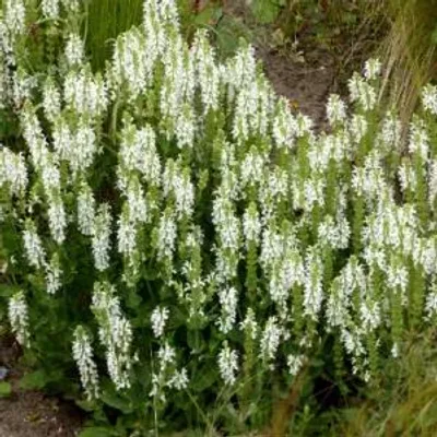 Zdjęcie produktu dla Salvia Nemorosa 'Schneehügel' - Szałwia - Korzenie - 4 sztuki