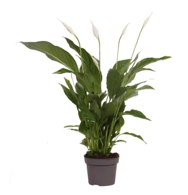 Produktbild von Einblatt 50cm XXL blühend Zimmerpflanze